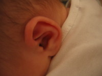 ear.JPG 